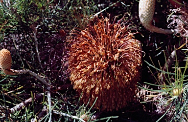 APII jpeg image of Banksia lanata  © contact APII