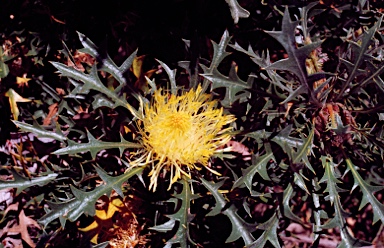 APII jpeg image of Banksia purdieana  © contact APII