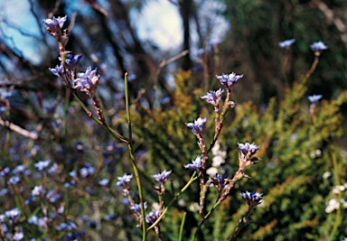 APII jpeg image of Conospermum caeruleum subsp. caeruleum  © contact APII