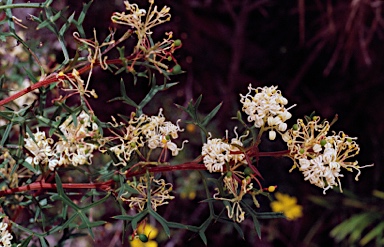 APII jpeg image of Grevillea trifida  © contact APII