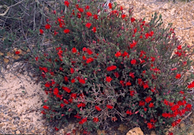 APII jpeg image of Lechenaultia formosa  © contact APII