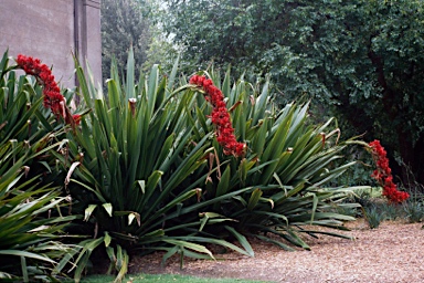 APII jpeg image of Doryanthes palmeri  © contact APII