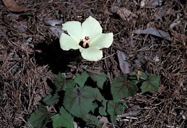 APII jpeg image of Abelmoschus moschatus subsp. tuberosus  © contact APII