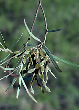 APII jpeg image of Acacia catenulata  © contact APII