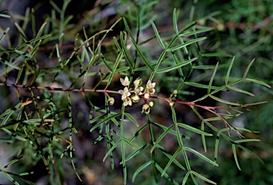 APII jpeg image of Boronia bowmanii  © contact APII