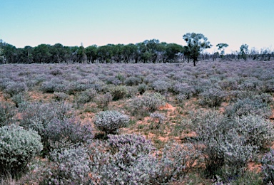 APII jpeg image of Eremophila bowmanii  © contact APII