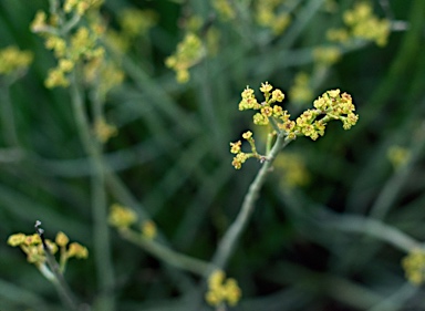 APII jpeg image of Euphorbia sarcostemmoides  © contact APII