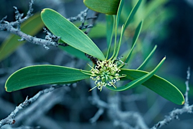 APII jpeg image of Hakea pedunculata  © contact APII