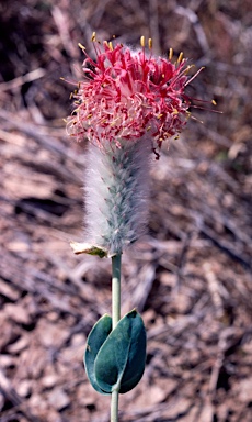 APII jpeg image of Pimelea decora  © contact APII