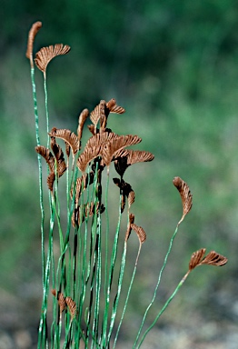 APII jpeg image of Schizaea bifida  © contact APII