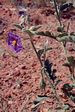 APII jpeg image of Solanum chippendalei  © contact APII