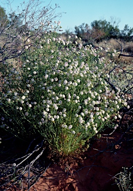 APII jpeg image of Trachymene glaucifolia  © contact APII