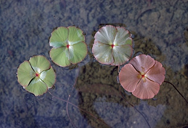 APII jpeg image of Marsilea drummondii  © contact APII