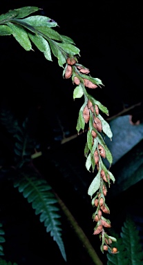 APII jpeg image of Tmesipteris obliqua  © contact APII