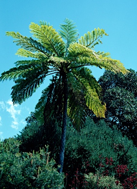 APII jpeg image of Cyathea cooperi  © contact APII