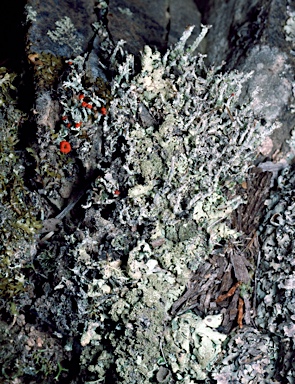 APII jpeg image of Cladonia macilenta  © contact APII