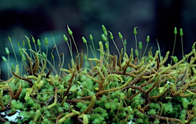 APII jpeg image of Leucobryum  © contact APII