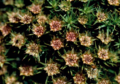 APII jpeg image of Polytrichum juniperinum  © contact APII