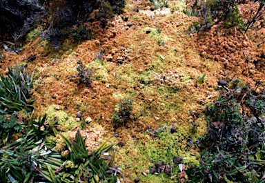 APII jpeg image of Sphagnum australe  © contact APII