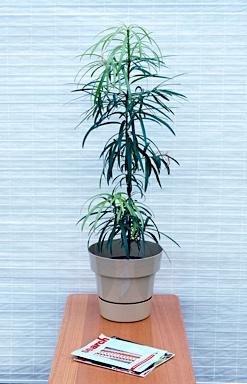 APII jpeg image of Podocarpus grayae  © contact APII