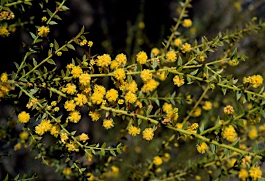 APII jpeg image of Acacia amblygona  © contact APII