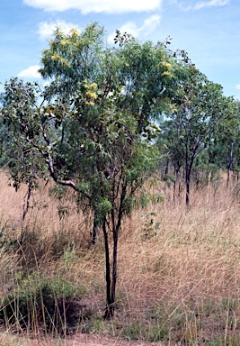 APII jpeg image of Acacia plectocarpa subsp. plectocarpa  © contact APII