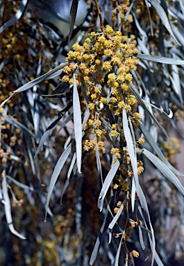 APII jpeg image of Acacia pendula  © contact APII