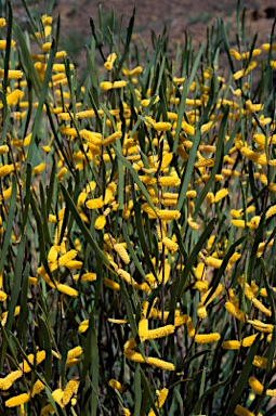 APII jpeg image of Acacia stereophylla var. stereophylla  © contact APII