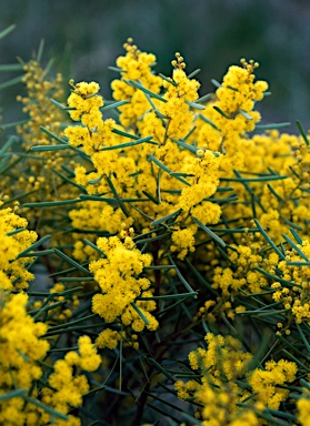 APII jpeg image of Acacia williamsonii  © contact APII