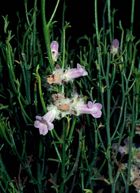 APII jpeg image of Eremophila dempsteri  © contact APII