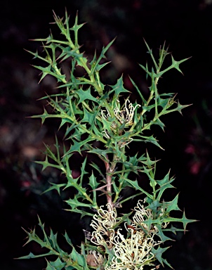 APII jpeg image of Hakea auriculata  © contact APII