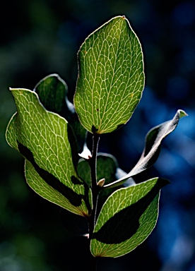 APII jpeg image of Hakea elliptica  © contact APII