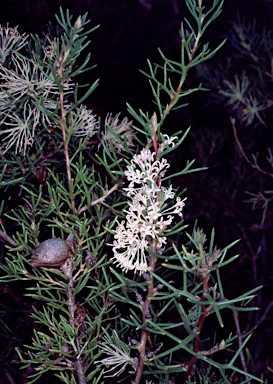 APII jpeg image of Hakea lissocarpha  © contact APII