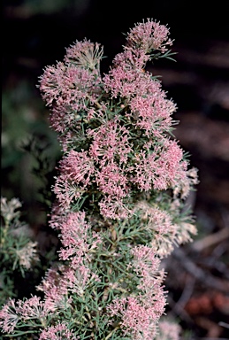 APII jpeg image of Hakea lissocarpha  © contact APII