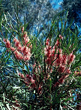 APII jpeg image of Hakea multilineata  © contact APII