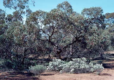 APII jpeg image of Eucalyptus dumosa  © contact APII