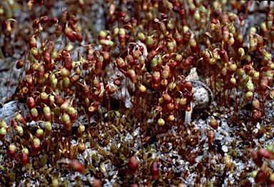 APII jpeg image of Gemmabryum pachytheca  © contact APII