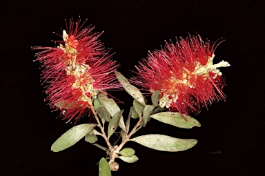 APII jpeg image of Callistemon citrinus  © contact APII