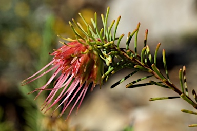 APII jpeg image of Darwinia masonii  © contact APII