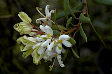 APII jpeg image of Lomatia polymorpha  © contact APII