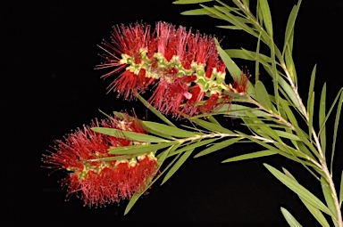 APII jpeg image of Callistemon viminalis 'Prolific'  © contact APII