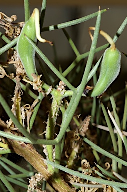 APII jpeg image of Hakea pulvinifera  © contact APII