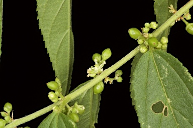 APII jpeg image of Trema tomentosa var. aspera  © contact APII