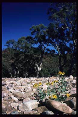 APII jpeg image of Senecio magnificus  © contact APII