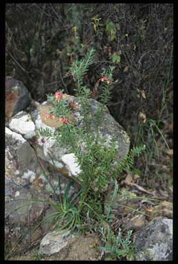 APII jpeg image of Grevillea lanigera  © contact APII