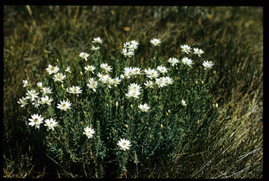 APII jpeg image of Rhodanthe anthemoides  © contact APII