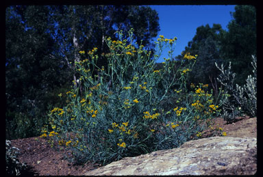 APII jpeg image of Senecio anethifolius  © contact APII