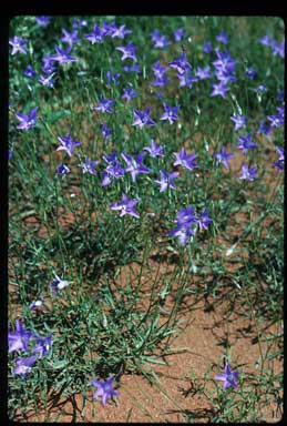 APII jpeg image of Wahlenbergia communis  © contact APII