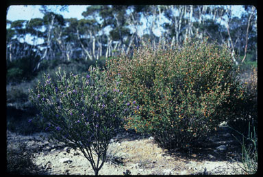 APII jpeg image of Halgania andromedifolia  © contact APII