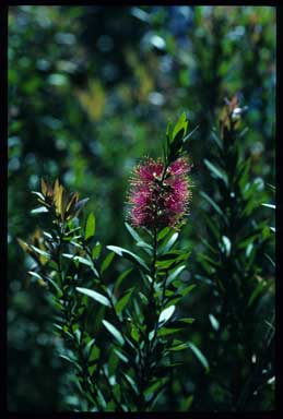 APII jpeg image of Callistemon 'Cameo Pink'  © contact APII